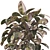 Indoor Ficus Elastica Rubber Plant 3D model small image 4