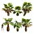 Tropical 3D Pritchardia Garden Tree 3D model small image 1