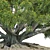 Large Moreton Bay Fig Tree 3D model small image 5