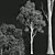 Giant Tree 3D Models Bundle 3D model small image 2