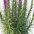 Astral Liatris 3D Model Kit 3D model small image 2