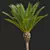 Phoenix Canariensis Decorative Garden Plant 3D model small image 3