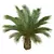 Phoenix Canariensis Decorative Garden Plant 3D model small image 6