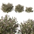 Variegated Prostanthera 2016 3D Model 3D model small image 1