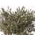 Variegated Prostanthera 2016 3D Model 3D model small image 2