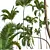 Luxury Areca Catechu Plant Collection 3D model small image 4