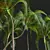 Luxury Areca Catechu Plant Collection 3D model small image 5