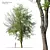Acer Negundo 3D Model Archive 3D model small image 1