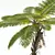 Spinulosa Fern 3D Decor Models 3D model small image 2