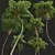 Spinulosa Fern 3D Decor Models 3D model small image 3