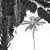 Spinulosa Fern 3D Decor Models 3D model small image 4