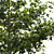 Corona Rendered Madagascar Almond Tree 3D model small image 2