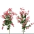 Polygonum Orientale Set (3 Plants) 3D model small image 4