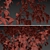 Polygonum Orientale Set (3 Plants) 3D model small image 7