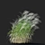  Chinese Miscanthus 3D Models 3D model small image 5