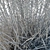 Sideoats Grama Grass Model 2016 3D model small image 4