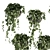 Hedera Hanging Indoor Ivy Plant 3D model small image 5