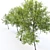 European Ash 3D Model 3D model small image 5