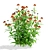 Hybrid Helenium Flower Collection 3D model small image 5