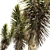  Canary Islands Dragon Tree 3D Model 3D model small image 2