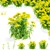 Goldenrod Flower 3D Models Bundle 3D model small image 2