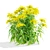 Goldenrod Flower 3D Models Bundle 3D model small image 5