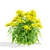 Goldenrod Flower 3D Models Bundle 3D model small image 6