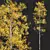 Quaking Aspen Tree Models 3D model small image 2