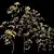 Golden Paperbush 3D Tree Models 3D model small image 3
