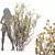 Golden Paperbush 3D Tree Models 3D model small image 4