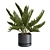 Exotic Indoor Plants Selection Pack 3D model small image 7