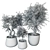 Botanical Beauty 2021 Display Set 3D model small image 5