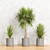 Exotic Dracaena Marginata Set 3D model small image 2