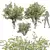 Amelanchier lamarckii 3D Tree Models 3D model small image 1