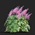 Japanese Pink Astilbe Collection 3D model small image 4