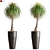  Lush Green Indoor Plant 3D model small image 4