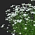 Achillea Ptarmica Flower Collection 3D model small image 4