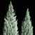 Cypress & Blue Thuja Garden Collection 3D model small image 4