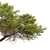 Japanese Red Pine 3D Model 3D model small image 5