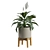 Tropical Peace Lily Potted Green 3D model small image 5