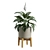 Tropical Peace Lily Potted Green 3D model small image 7