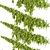Premium Outdoor Ivy Bush Model 3D model small image 3