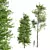 Maidenhair Ginkgo Tree 3D Models 3D model small image 1