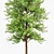 Maidenhair Ginkgo Tree 3D Models 3D model small image 3