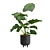 Giant Taro Indoor Houseplant Beauty 3D model small image 7