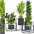 Variety Indoor/Outdoor Plant Collection 3D model small image 4