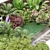 Organic Backyard Landscaping Plants Set 3D model small image 2