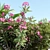 Organic Backyard Landscaping Plants Set 3D model small image 3