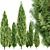 Italian Cypress 3D Tree Models 3D model small image 2