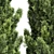 Italian Cypress 3D Tree Models 3D model small image 5